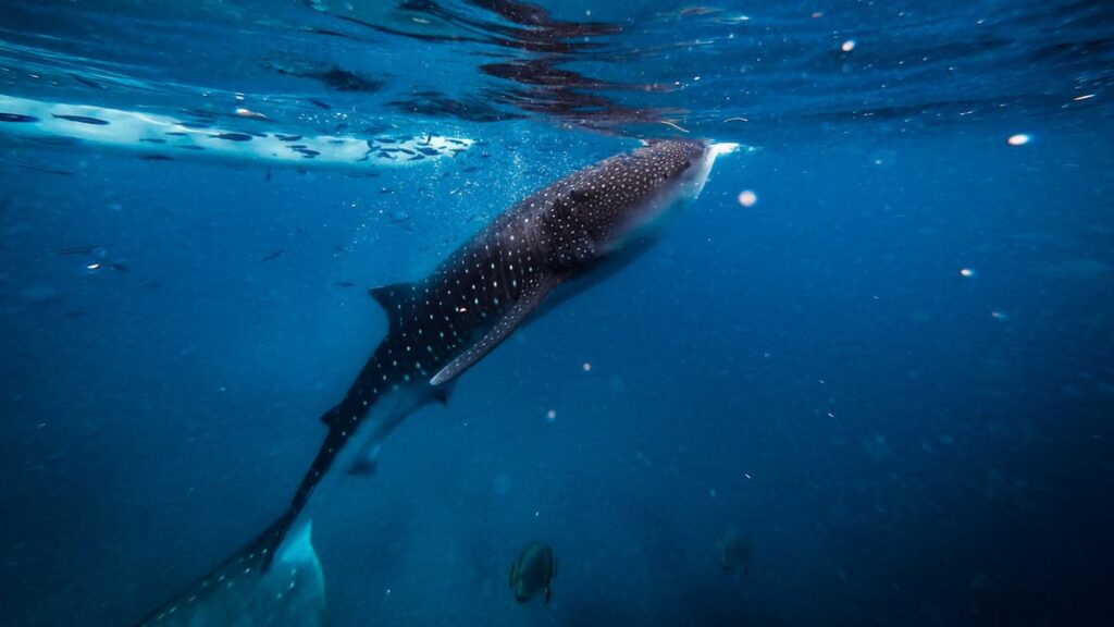フィリピン（セブ島・ボラカイ島）